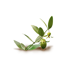 JOJOBA / ULJE